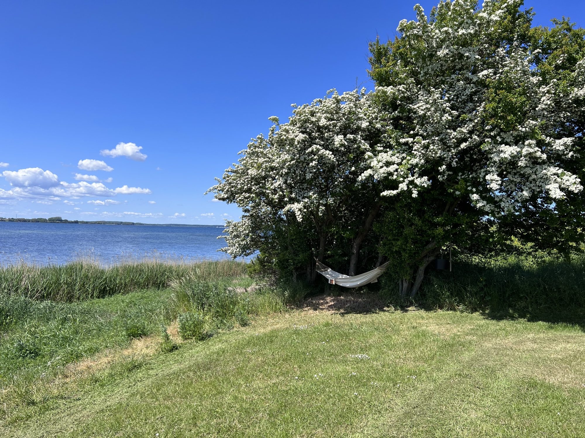 Hængekøje under blomstrende hvidtjørn ved AlsLebens private strand med udsigt over Lillehav